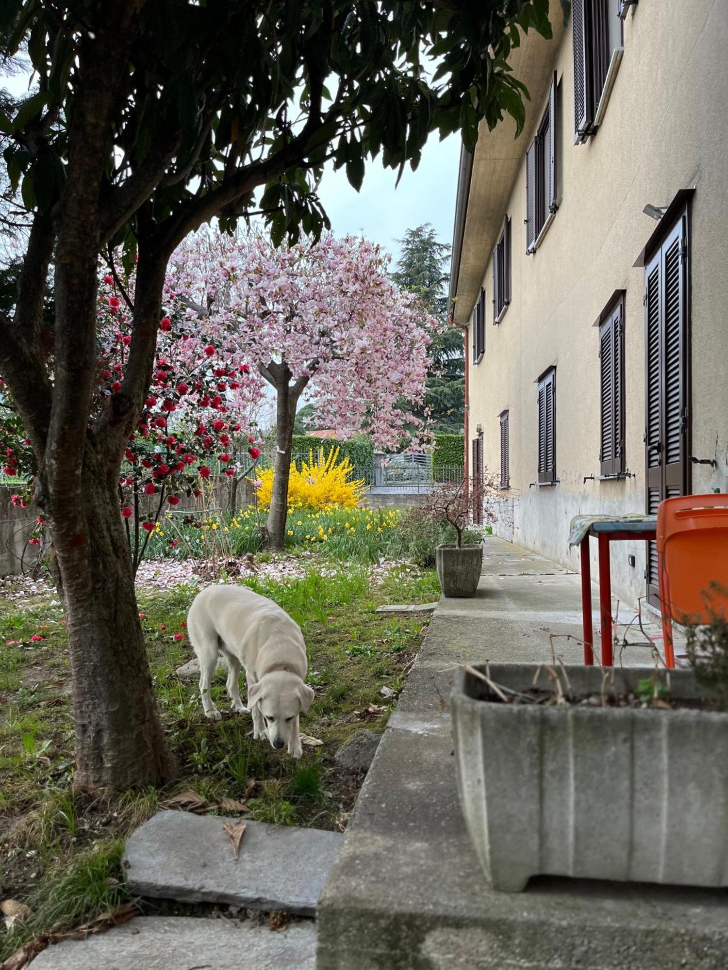 Il Cortile Como Single & Double Room In Apartment No Hotel المظهر الخارجي الصورة
